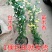 黄木香花苗爬藤植物红白木香树苗大苗室内庭院四季开花卉盆栽