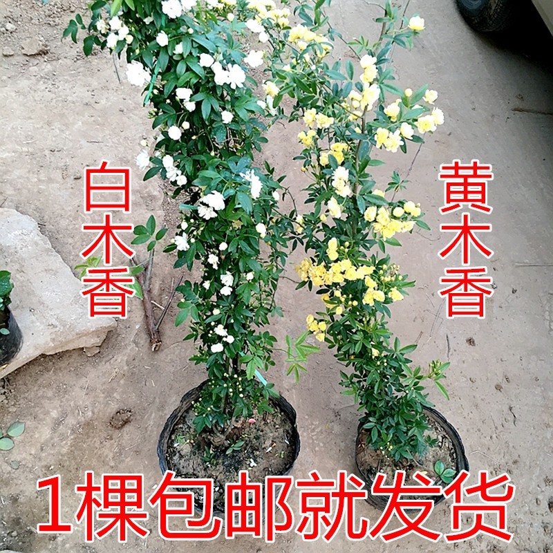 黄木香花苗爬藤植物红白木香树苗大苗室内庭院四季开花卉盆栽