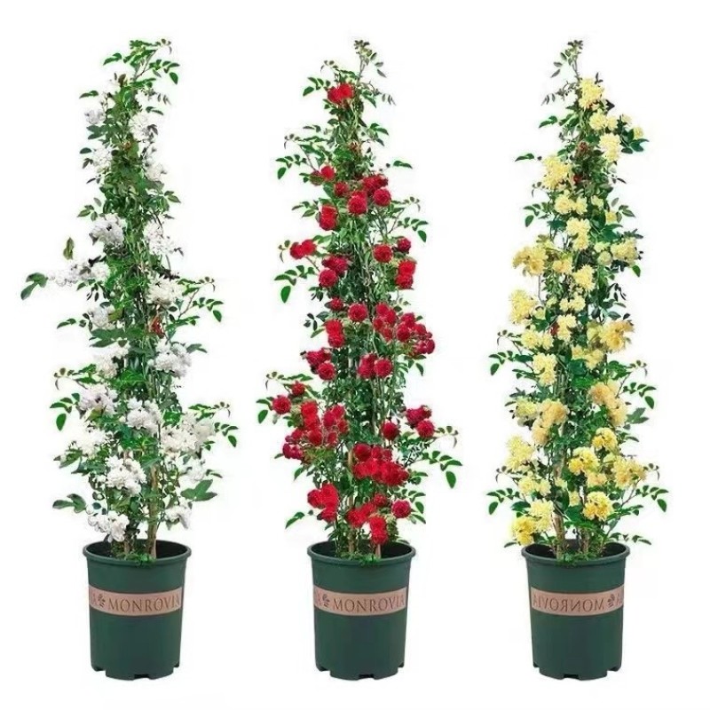 黄木香花苗爬藤植物红白木香树苗大苗室内庭院四季开花卉盆栽