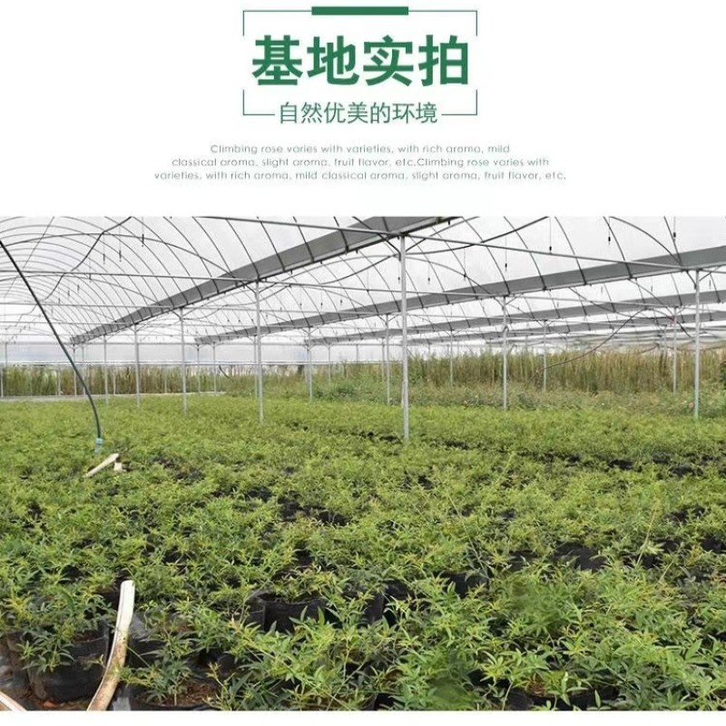黄木香花苗爬藤植物红白木香树苗大苗室内庭院四季开花卉盆栽