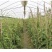 黄木香花苗爬藤植物红白木香树苗大苗室内庭院四季开花卉盆栽