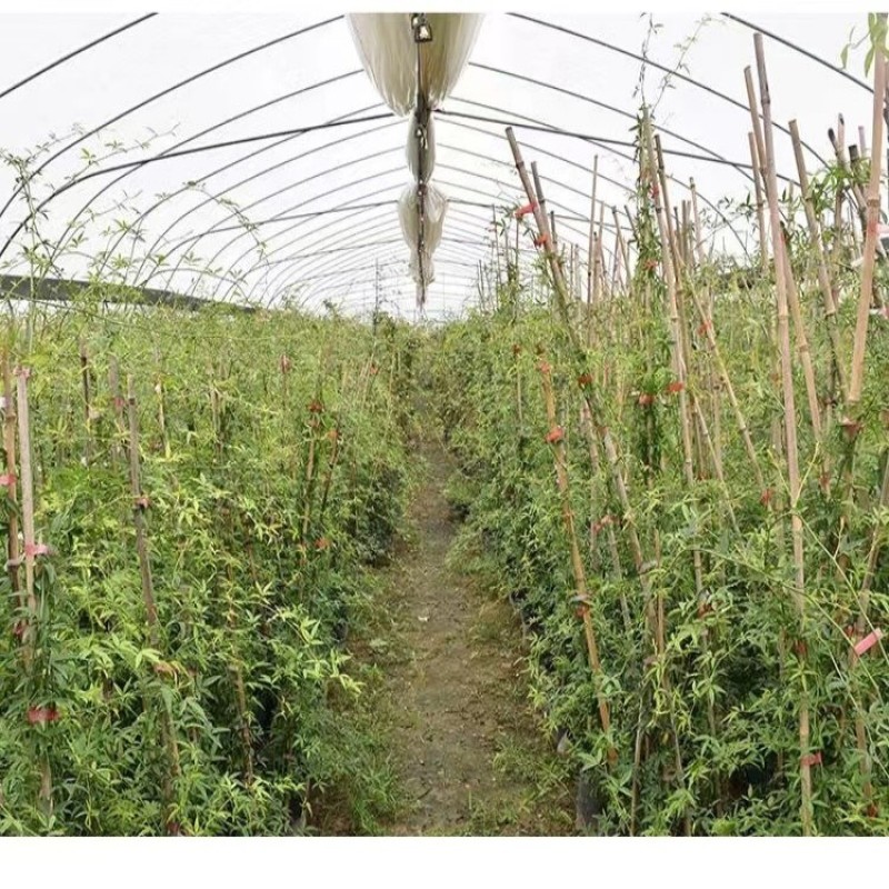 黄木香花苗爬藤植物红白木香树苗大苗室内庭院四季开花卉盆栽