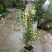黄木香花苗爬藤植物红白木香树苗大苗室内庭院四季开花卉盆栽