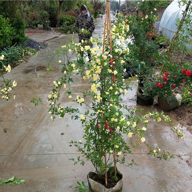 黄木香花苗爬藤植物红白木香树苗大苗室内庭院四季开花卉盆栽
