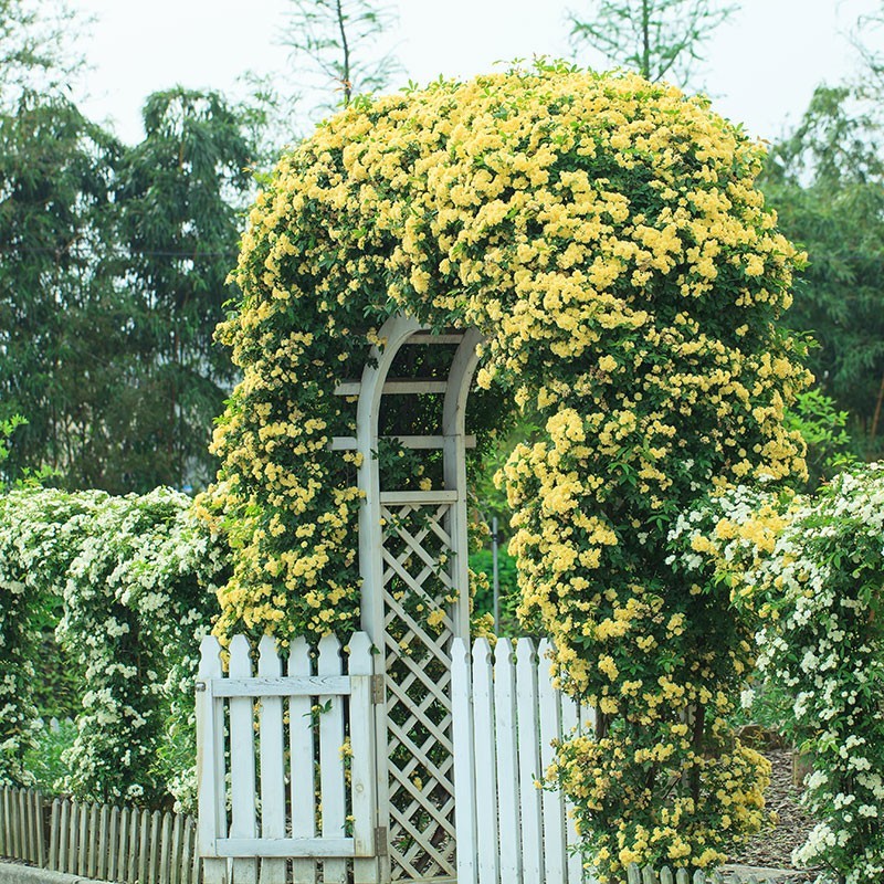 黄木香花苗爬藤植物红白木香树苗大苗室内庭院四季开花卉盆栽