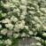 黄木香花苗爬藤植物红白木香树苗大苗室内庭院四季开花卉盆栽