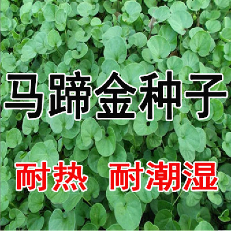 马蹄金种子草籽草坪种子小金钱草铜钱草种子四季常青耐高温绿