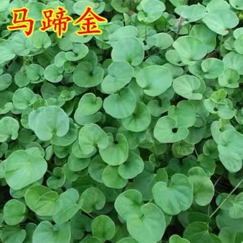 马蹄金种子草籽草坪种子小金钱草铜钱草种子四季常青耐高温绿