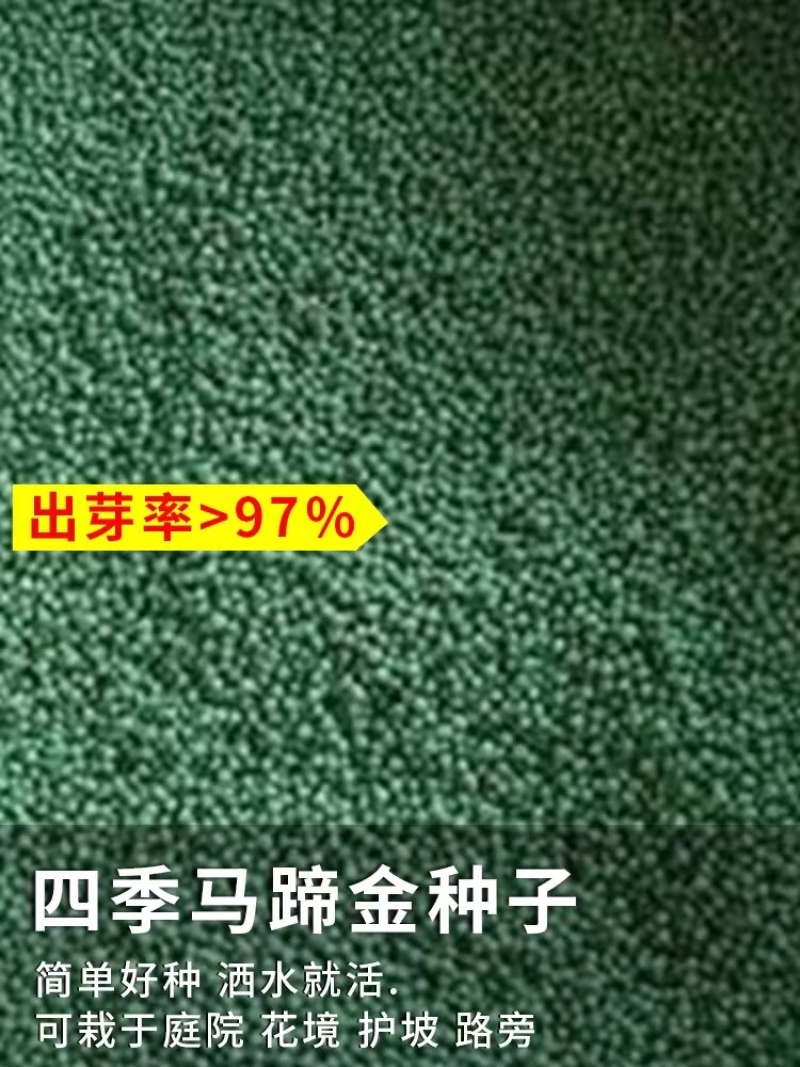 马蹄金种子草籽草坪种子小金钱草铜钱草种子四季常青耐高温绿