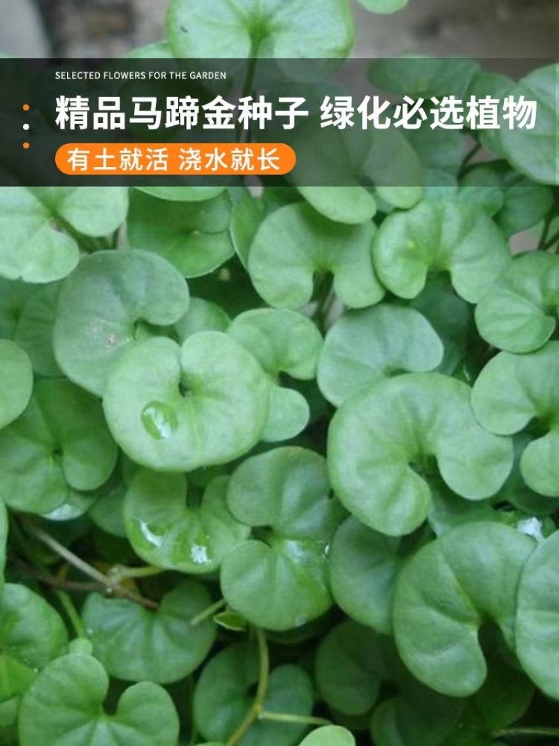 马蹄金种子草籽草坪种子小金钱草铜钱草种子四季常青耐高温绿
