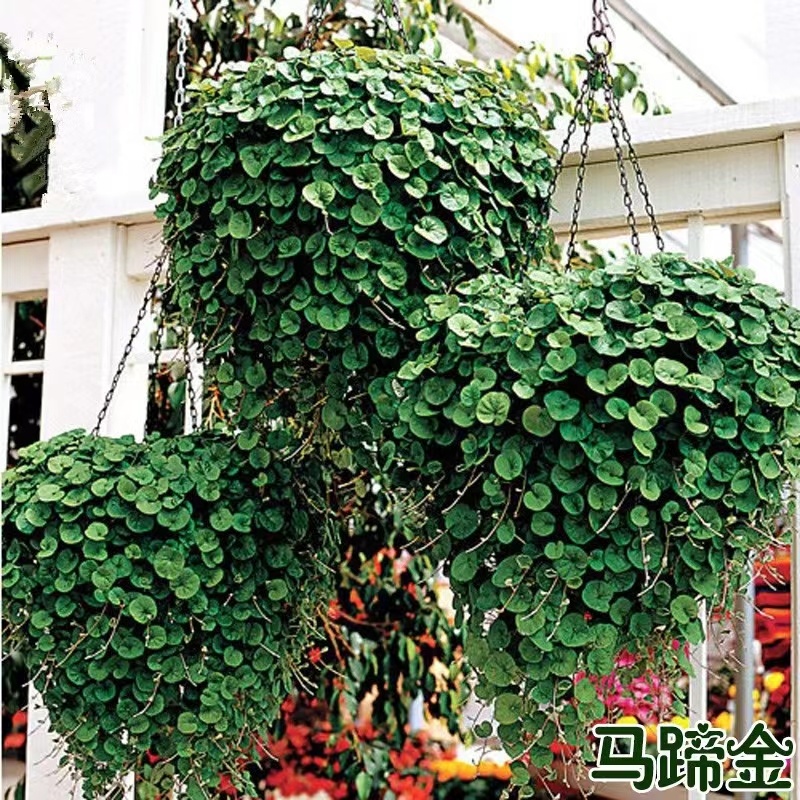 马蹄金种子草籽草坪种子小金钱草铜钱草种子四季常青耐高温绿