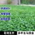 马蹄金种子草籽草坪种子小金钱草铜钱草种子四季常青耐高温绿