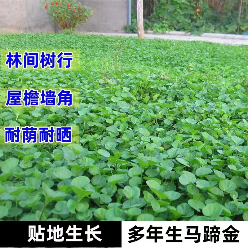 马蹄金种子草籽草坪种子小金钱草铜钱草种子四季常青耐高温绿