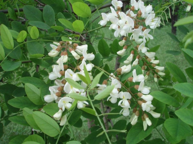 刺槐种子白花刺槐树香花槐紫穗槐洋槐蜜蜂采蜜槐花黄花