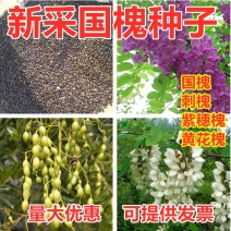 刺槐种子白花刺槐树香花槐紫穗槐洋槐蜜蜂采蜜槐花黄花