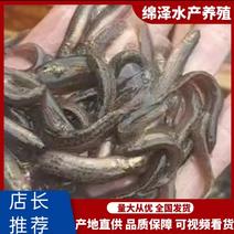 【荐】台湾泥鳅，杂交泥鳅，免费传授养殖技术，回收成品泥鳅