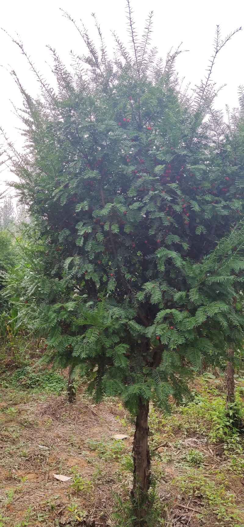 红豆杉