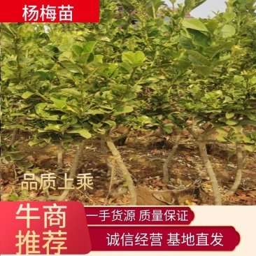 云南杨梅苗基地直发技术指导死苗补发诚信商家