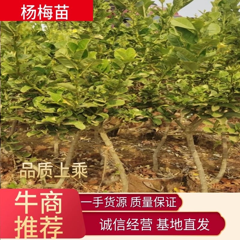 云南杨梅苗基地直发技术指导死苗补发诚信商家