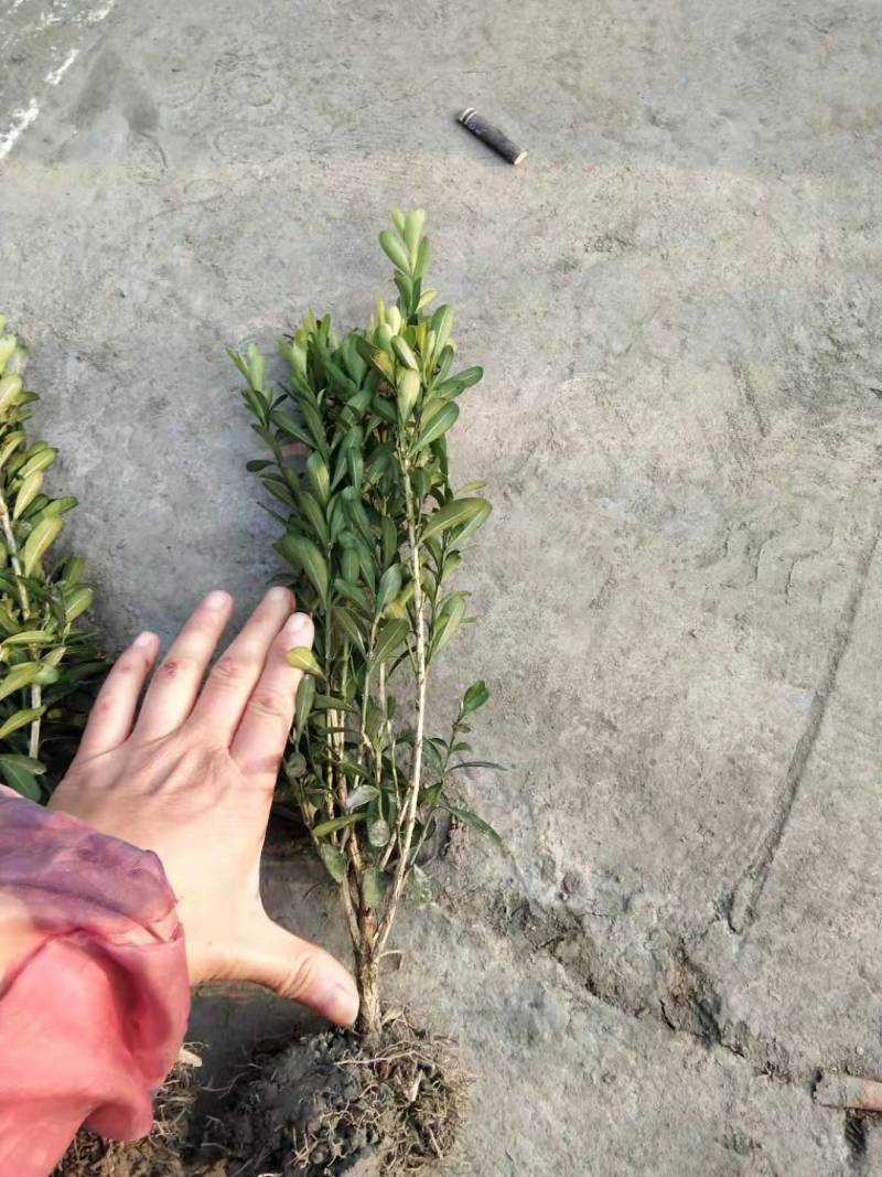 瓜子黄杨基地小叶黄杨批发黄杨地苗杯苗球苗出售