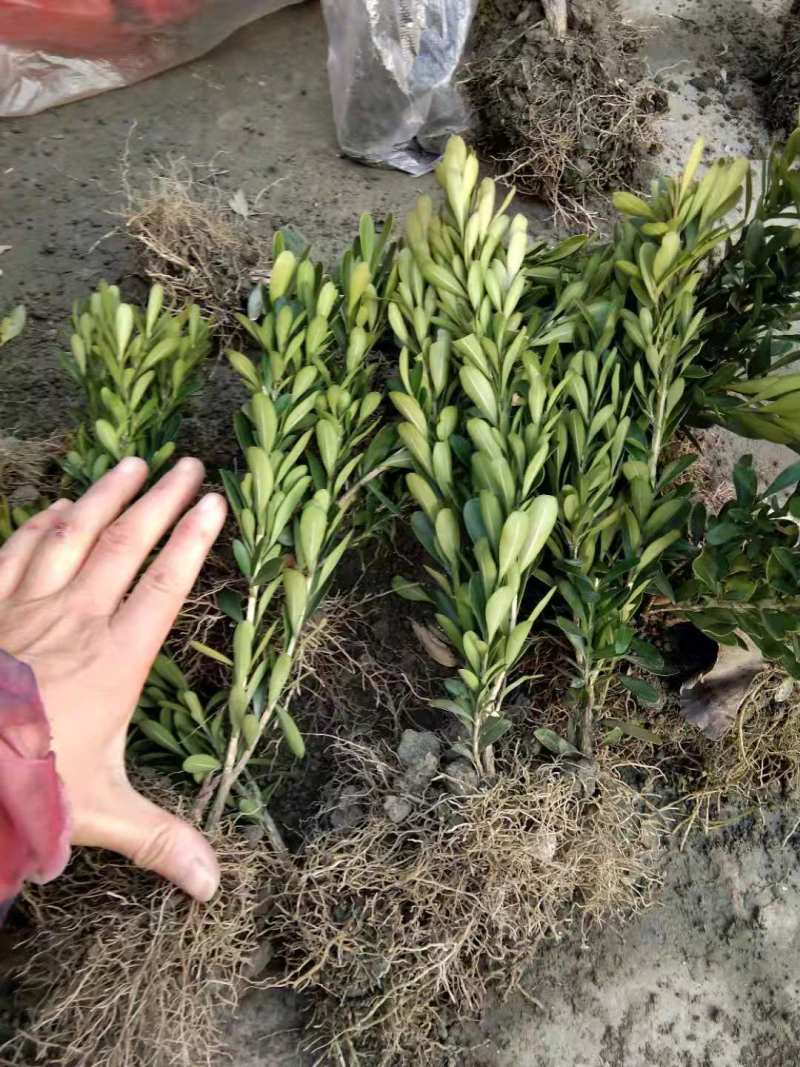 瓜子黄杨基地小叶黄杨批发黄杨地苗杯苗球苗出售