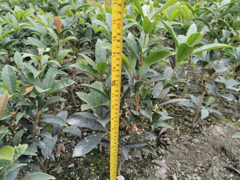 佛顶珠四季桂基地批发桂花小苗佛顶珠工程苗
