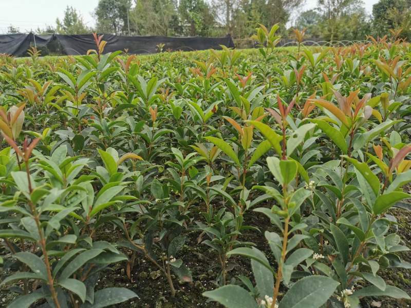 佛顶珠四季桂基地批发桂花小苗佛顶珠工程苗
