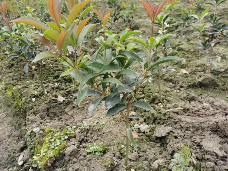 佛顶珠四季桂基地批发桂花小苗佛顶珠工程苗