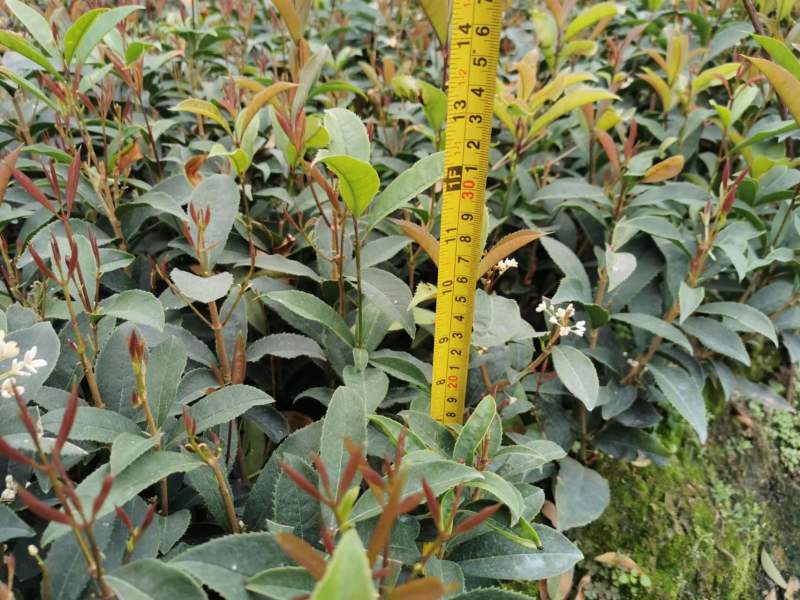 佛顶珠四季桂基地批发桂花小苗佛顶珠工程苗