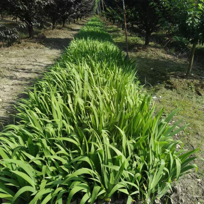 德国鸢尾小苗基地紫花鸢尾批发鸢尾工程苗子