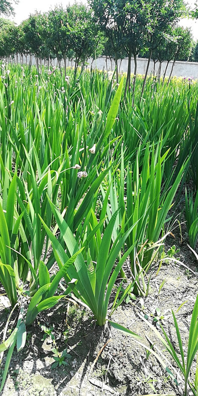 德国鸢尾小苗基地紫花鸢尾批发鸢尾工程苗子