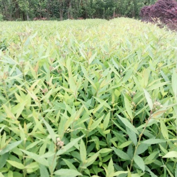 绣线菊小杯绣线菊大杯绣线菊基地批发，绣线菊工程苗子