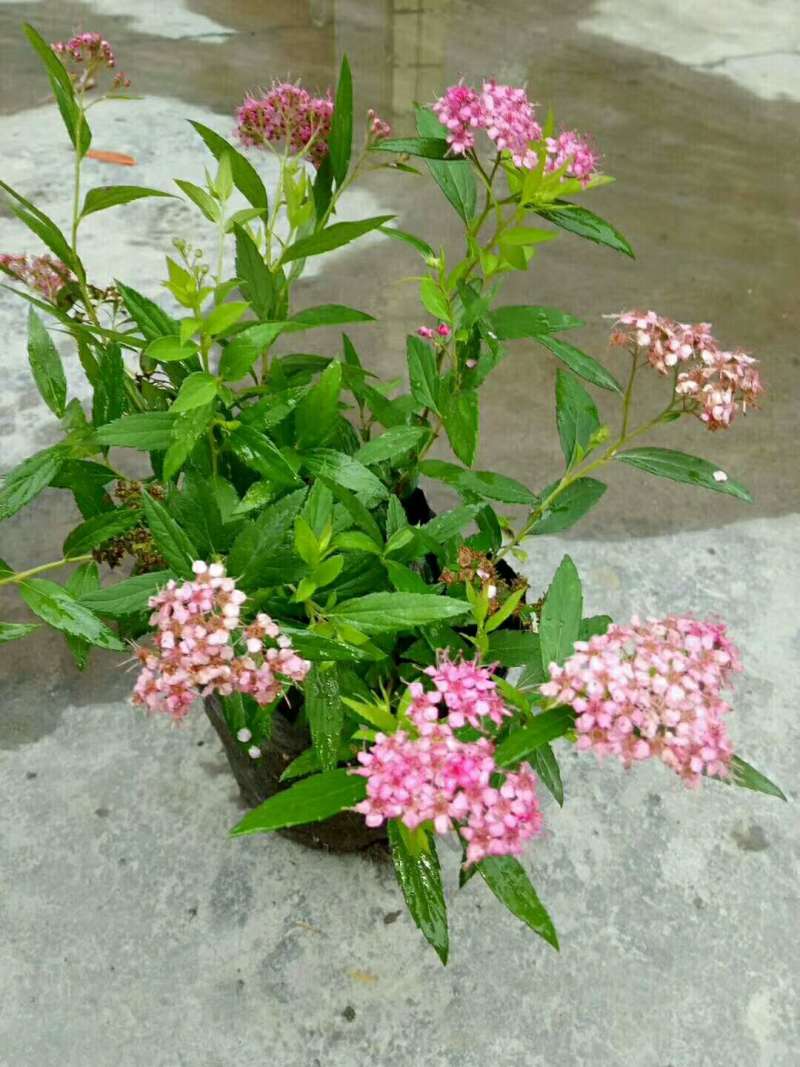 绣线菊小杯绣线菊大杯绣线菊基地批发，绣线菊工程苗子
