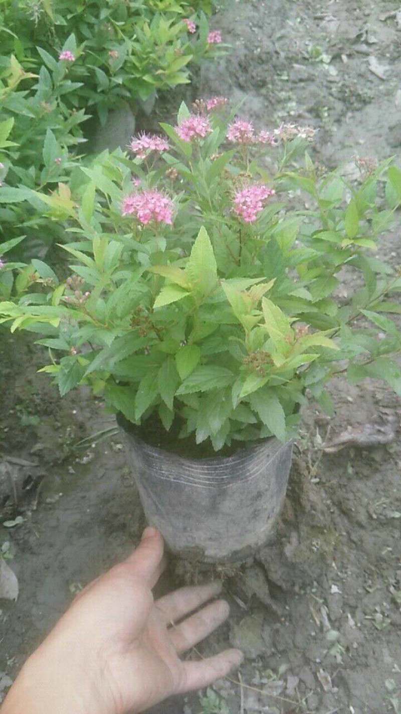 绣线菊小杯绣线菊大杯绣线菊基地批发，绣线菊工程苗子