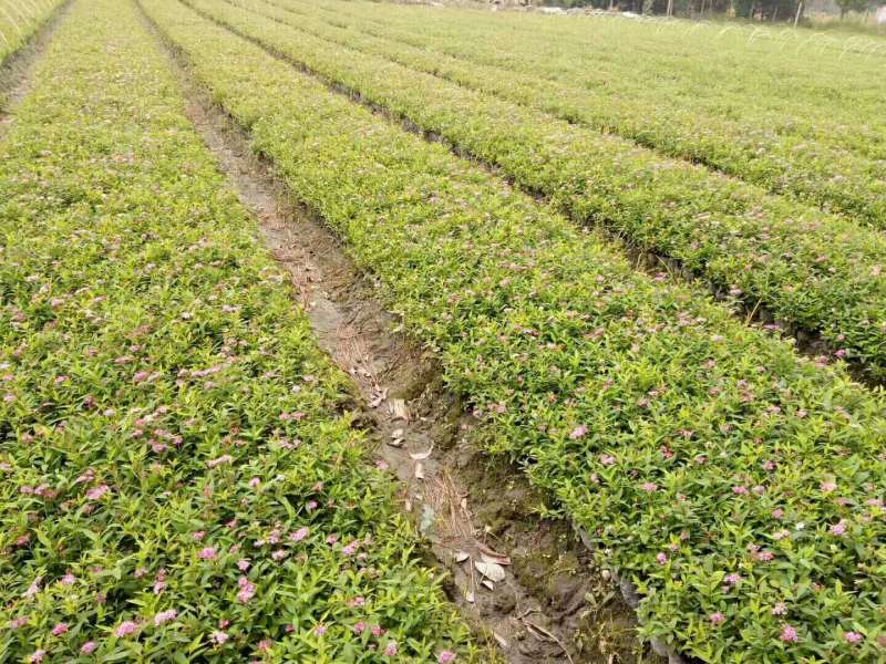 绣线菊小杯绣线菊大杯绣线菊基地批发，绣线菊工程苗子
