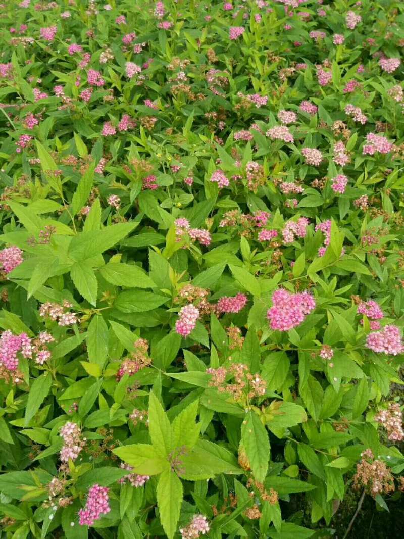 绣线菊小杯绣线菊大杯绣线菊基地批发，绣线菊工程苗子