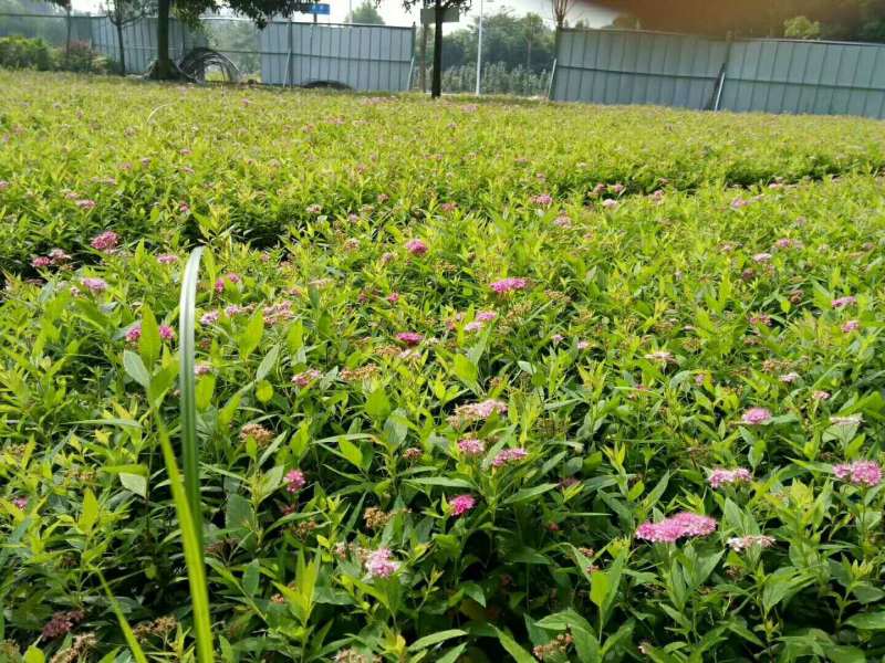 绣线菊小杯绣线菊大杯绣线菊基地批发，绣线菊工程苗子