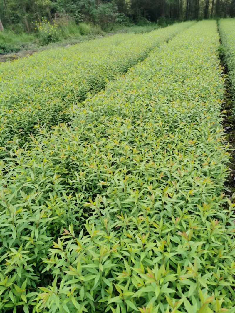 绣线菊小杯绣线菊大杯绣线菊基地批发，绣线菊工程苗子