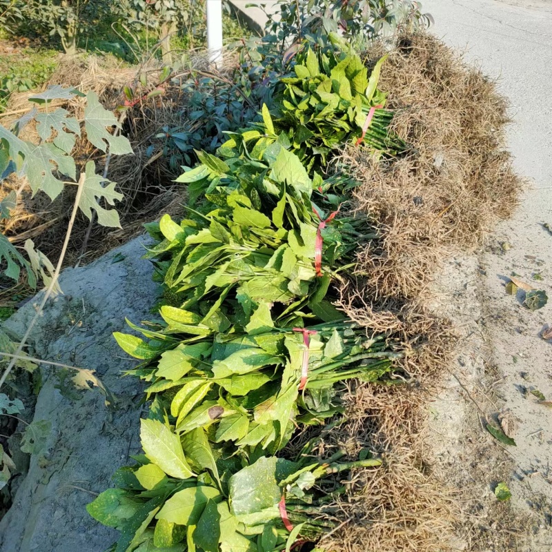 桃叶洒金珊瑚地苗基地洒金珊瑚杯苗出售洒金珊瑚工程苗