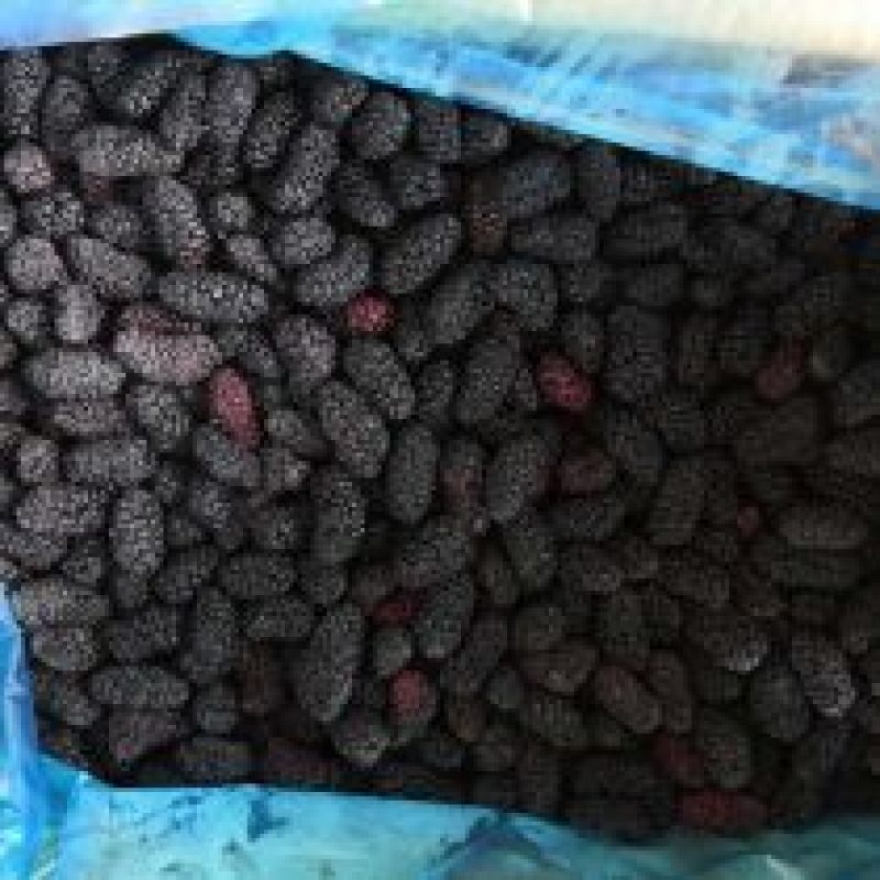 【荐】桑葚冻桑葚现发全程冷链凉山州德昌县桑葚一手货源硬桑