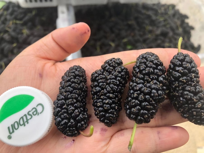 【荐】桑葚冻桑葚现发全程冷链凉山州德昌县桑葚一手货源硬桑