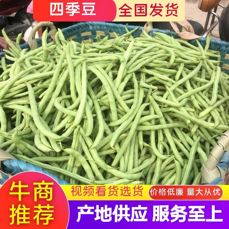 四季豆，北海四季豆，产地一手货源，对接大型批发商，欢迎来