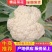 【优质】散花，大量上市，规格齐全品质保证