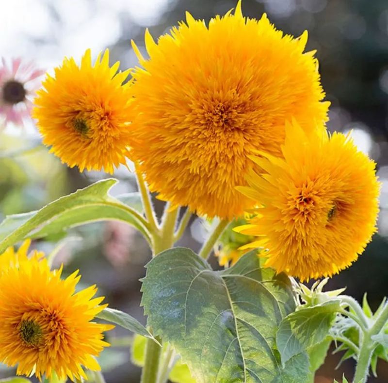 玩具熊向日葵种子花朵硕大鲜艳夺目