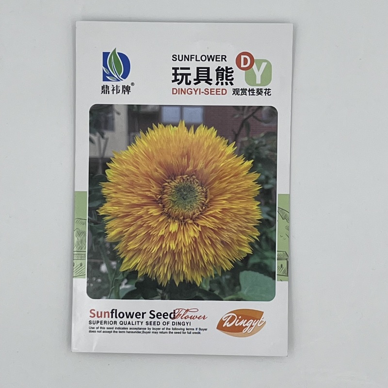 玩具熊向日葵种子花朵硕大鲜艳夺目
