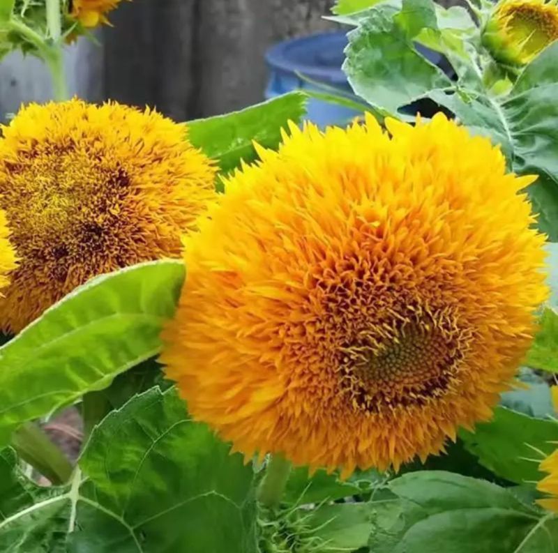 玩具熊向日葵种子花朵硕大鲜艳夺目