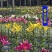 香水百合花种球盆栽花卉室内室外四季好养活植物开花重瓣花苗