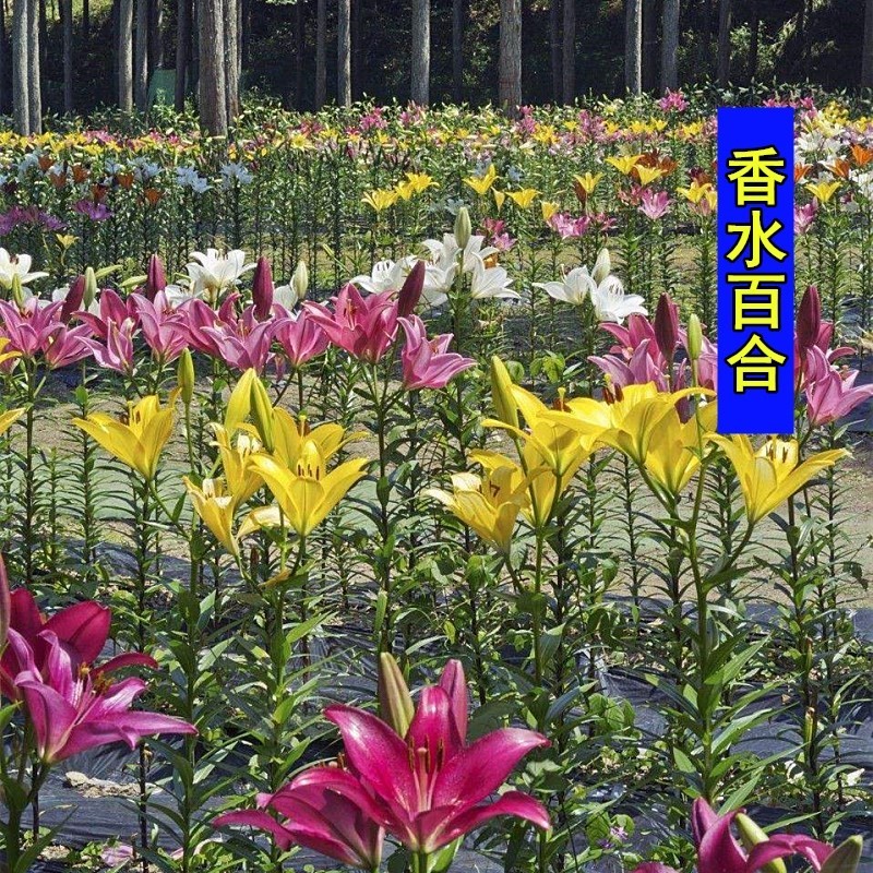香水百合花种球盆栽花卉室内室外四季好养活植物开花重瓣花苗