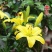 香水百合花种球盆栽花卉室内室外四季好养活植物开花重瓣花苗
