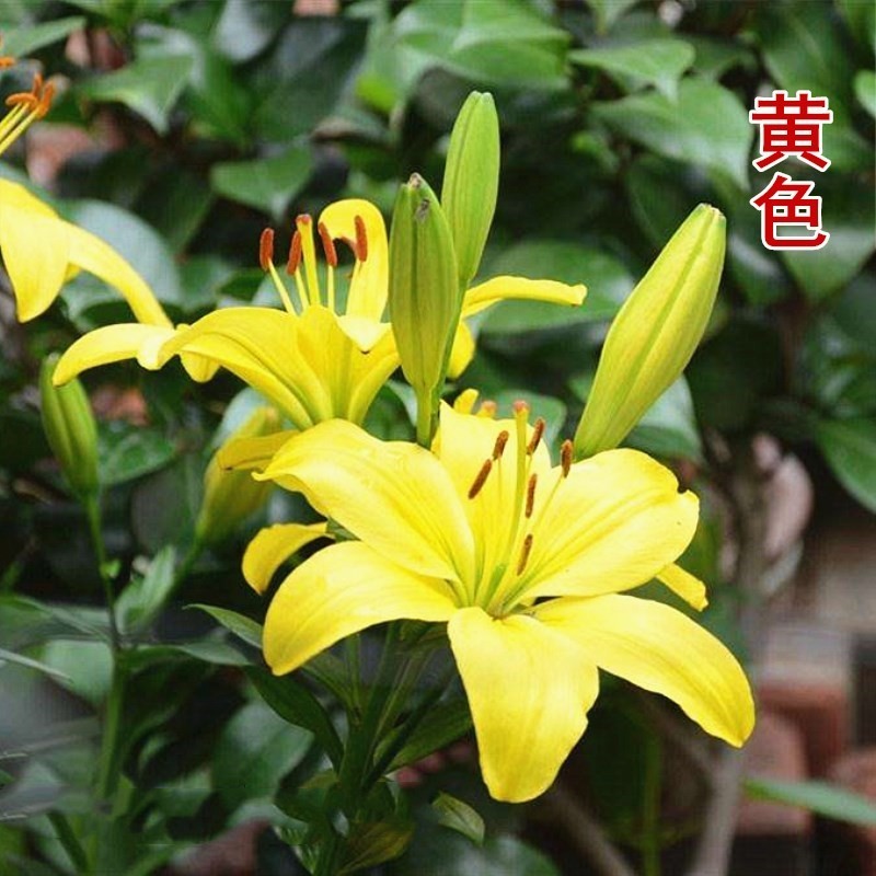 香水百合花种球盆栽花卉室内室外四季好养活植物开花重瓣花苗
